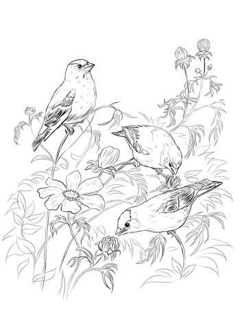 American Goldfinches Coloring Page